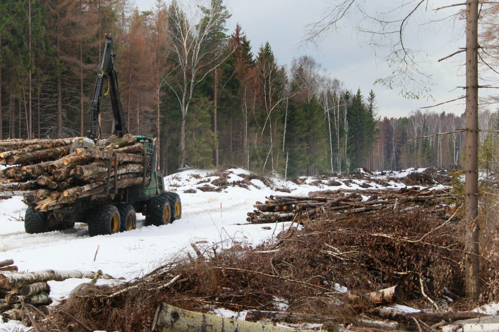 Житель Ашинского района осужден за рубку деревьев