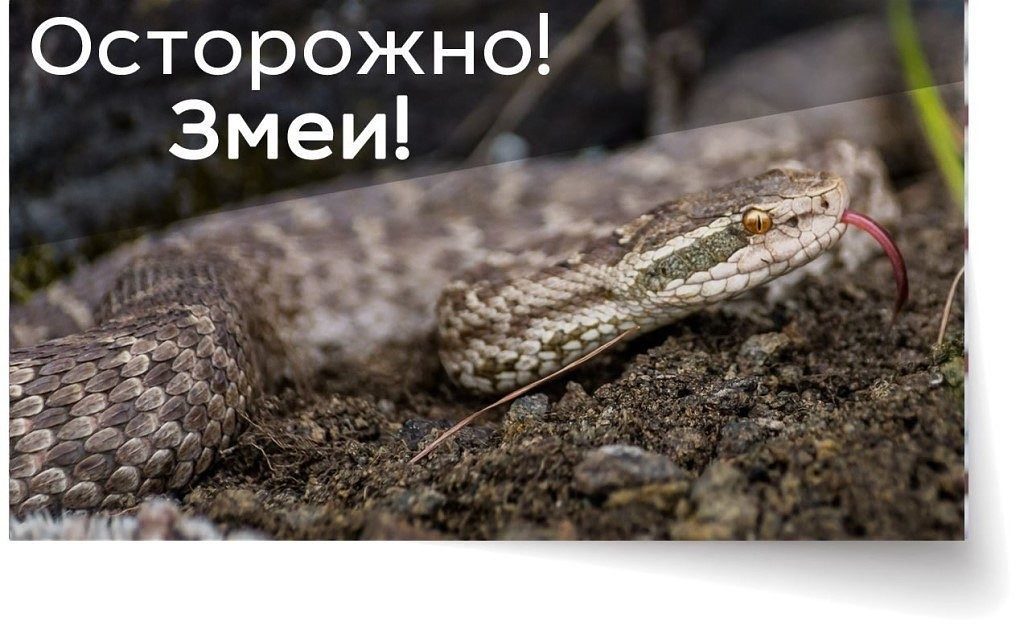 Ашинский район атакуют змеи